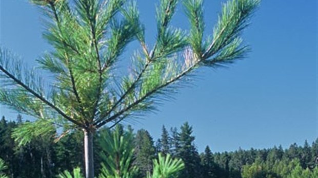 Distribution gratuite d'arbres demain 