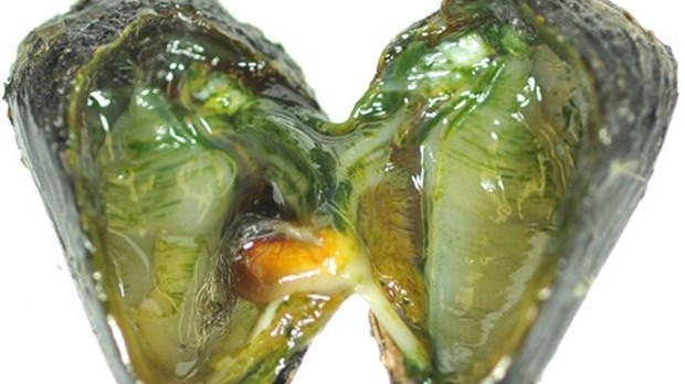 Une nouvelle microalgue parasite de la moule bleue découverte dans l'estuaire du Fleuve St-Laurent 