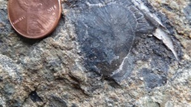 De nouveaux fossiles de vertébrés découverts en Gaspésie 