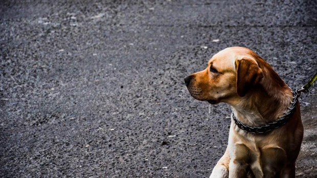 Projet de règlement concernant les animaux : la Ville de Rimouski met en place un comité consultatif élargi