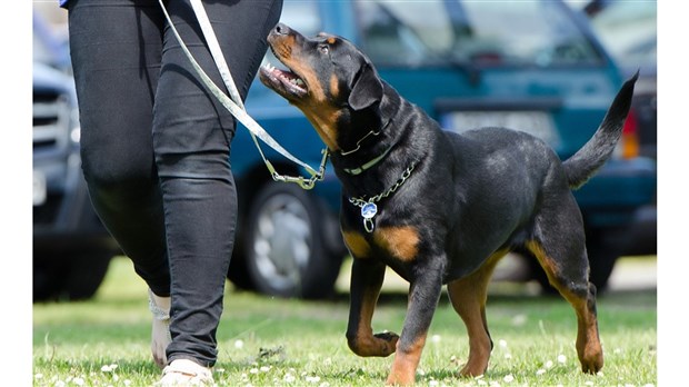 Le Projet de règlement concernant les animaux forme un nouveau comité