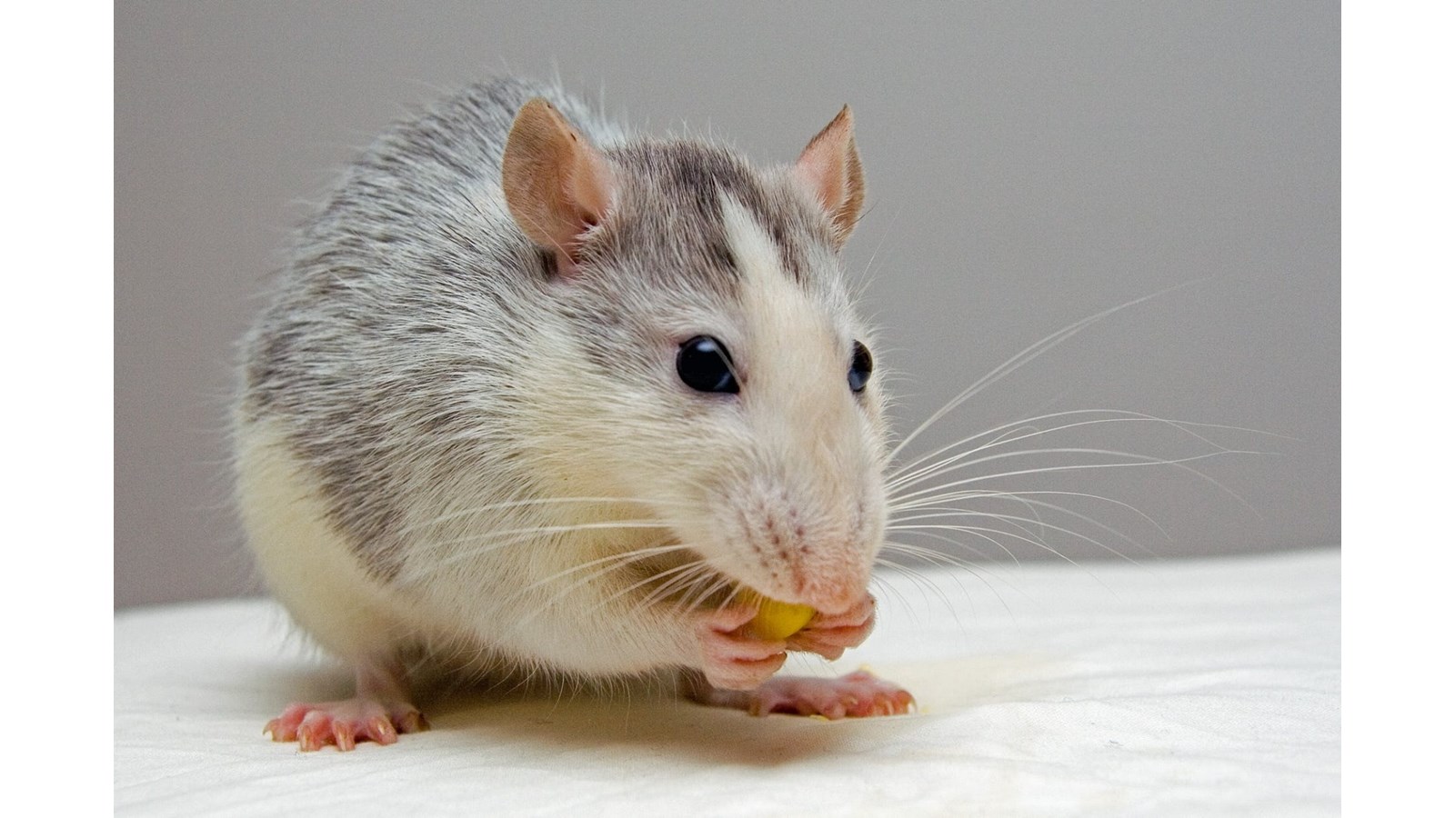 Comment se débarrasser des rats, souris et autres rongeurs à la