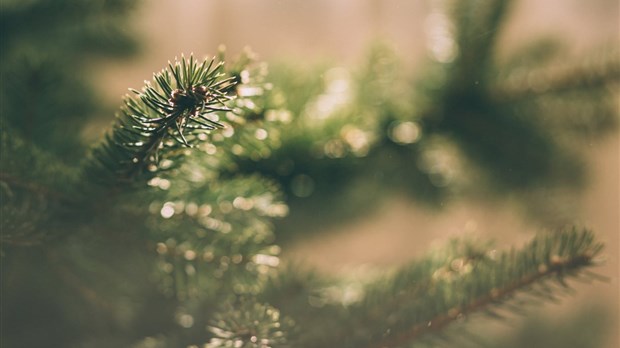 Collecte porte-à-porte des arbres de Noël du 14 au 18 janvier