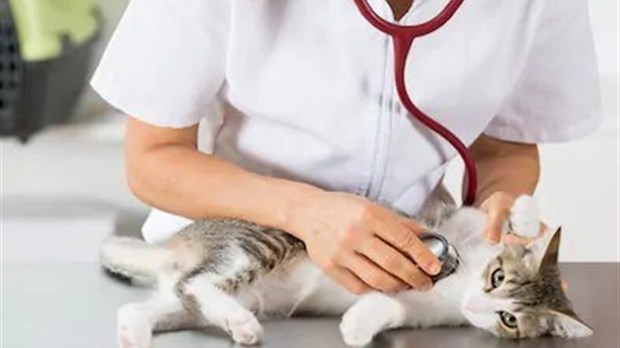 Fermeture du centre de services animaliers pour une durée indéterminée