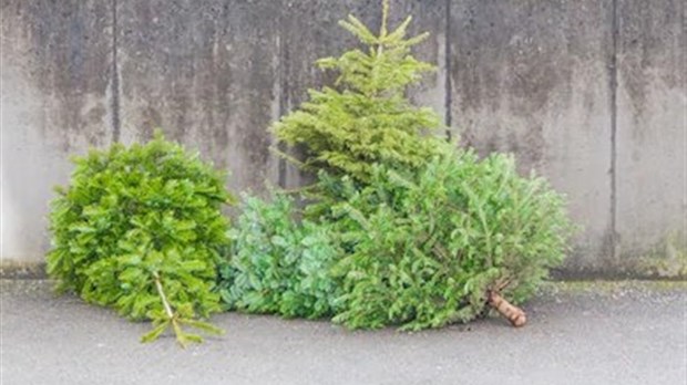 Une seconde vie donnée aux arbres de Noël à Rivière-du-Loup