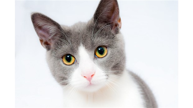 La stérilisation des chats obligatoire à Rimouski à compter du 1er juin