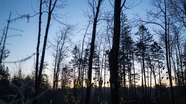 L'UMQ reçoit positivement le plan de travail visant à améliorer le secteur forestier