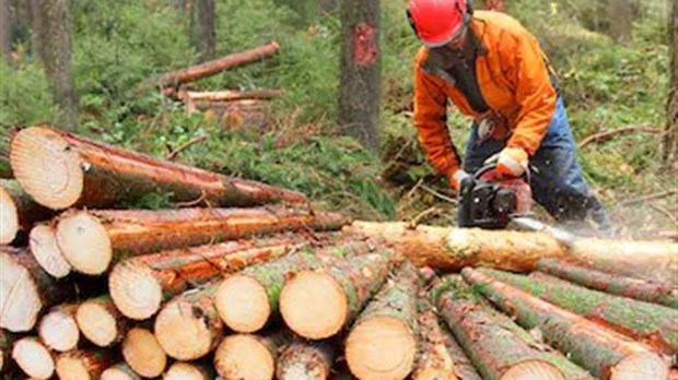 Rémunération des travailleurs forestiers: 3,2 M$ investis dans un projet pilote