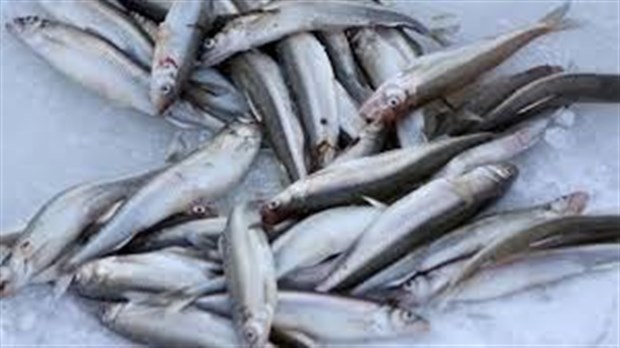 Protection de la faune : un réseau de braconnage d'éperlans arc-en-ciel démantelés 
