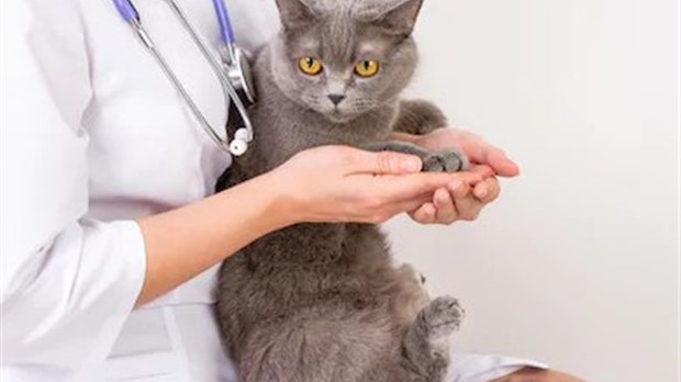 Le Centre de services animaliers à Rimouski, ouvert sur rendez-vous