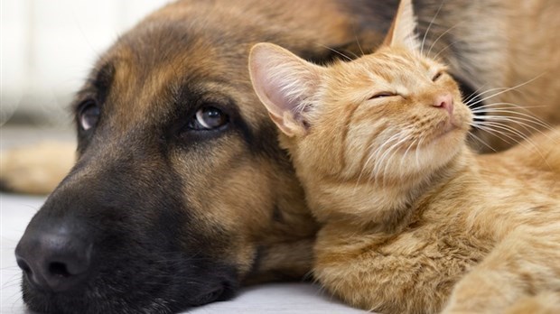 Le Centre de services animaliers de Rimouski maintient des services essentiels
