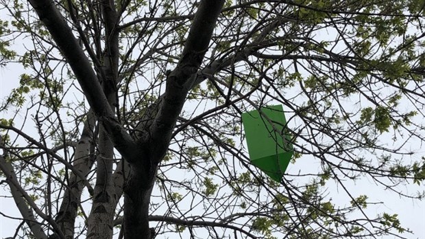 L’étude sur l’agrile du frêne a débuté sur le territoire rimouskois