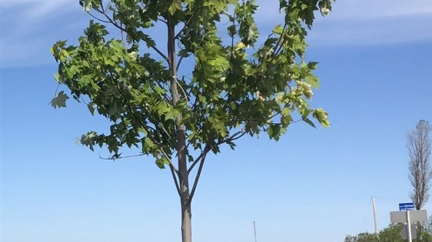 Plusieurs arbres retirés sur le terre-plein du boulevard René-Lepage