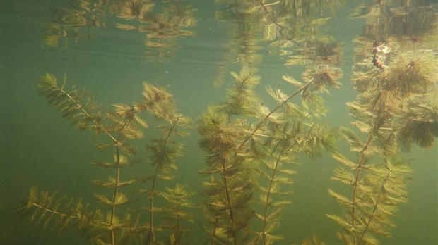 Myriophylle à épis : Québec rappelle comment résister à l’envahisseur