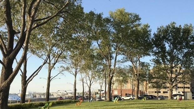 Des travaux arboricoles débutent ce mercredi au centre-ville de Rimouski