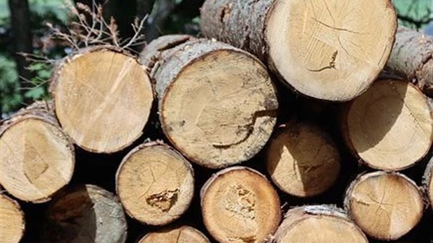 Bas-St-Laurent: la récolte de bois de chauffage soumises à conditions 