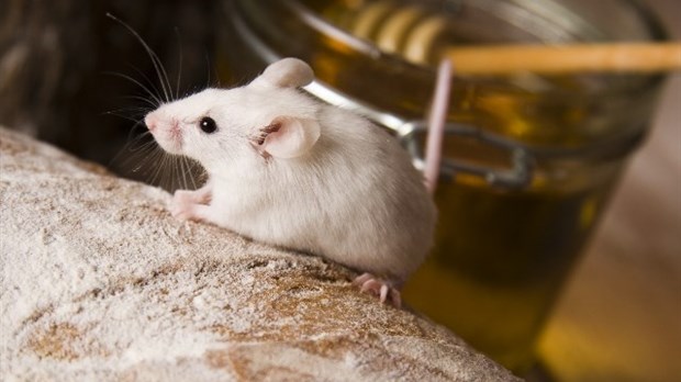 LES ENDROITS FAVORABLES POUR L’INTRODUCTION DE SOURIS DANS VOTRE MAISON