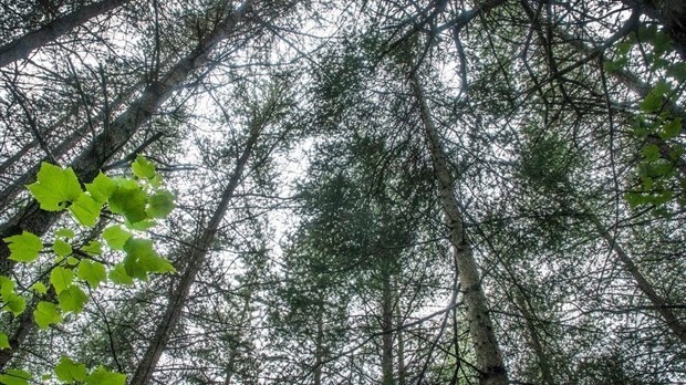 Rivière-du-Loup adopte sa Politique de l’arbre