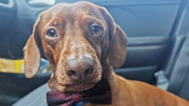 Votre animal de compagnie est-il devenu « essentiel »?