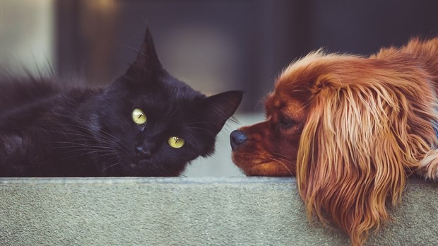 Plus que quelques semaines pour enregistrer vos chiens et chats à Rivière-du-Loup