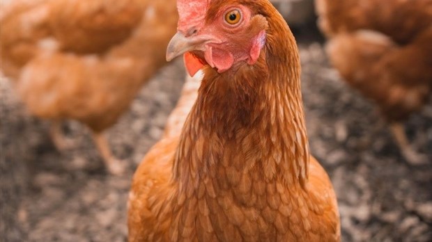 Poules en milieu urbain : Rimouski met en ligne un sondage jusqu’au 28 mars