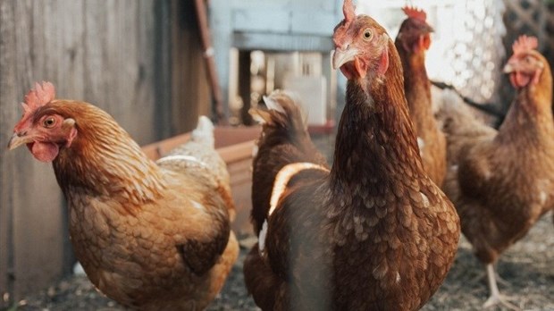 Poules à Rimouski : les demandes de permis devront être complétées le 14 mai