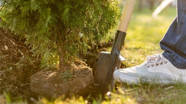 Une distribution d’arbres ce samedi devant le Colisée Financière Sun Life 