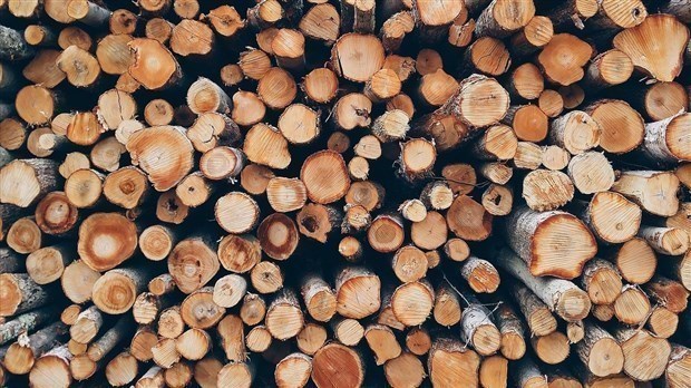 Récolte de bois dans les forêts publiques : Québec rappelle l’obligation d’avoir un permis