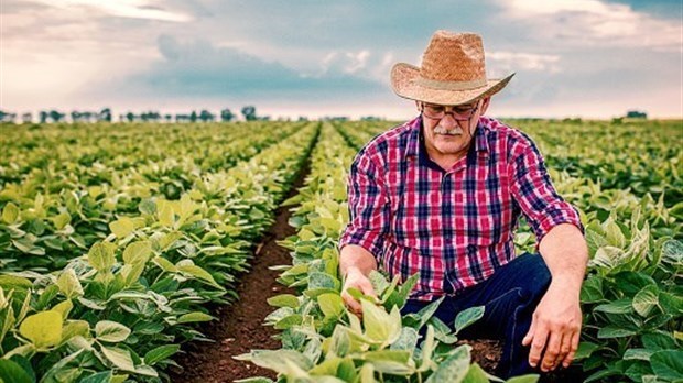 Élections fédérales : l’aide au secteur agricole doit être bonifiée, estime l’UPA