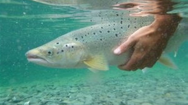 Une remise à l'eau obligatoire des grands saumons sur la rivière Matane