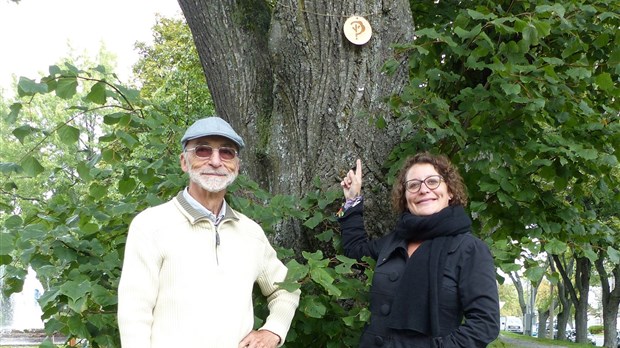 Arbre, qui es-tu? un circuit plein air pour découvrir le Vieux Rivière-du-Loup