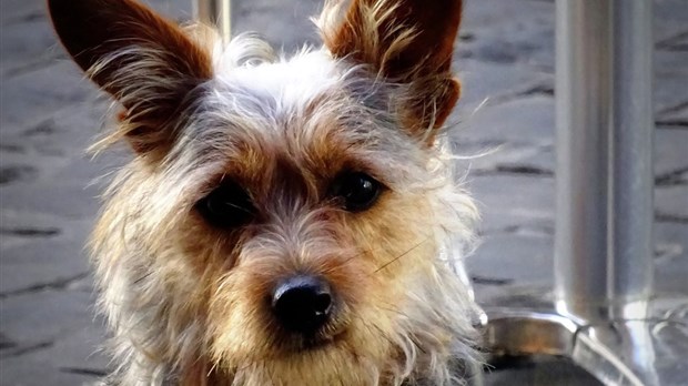 Chiens et chats : le renouvellement d’inscription obligatoire à Rivière-du-Loup