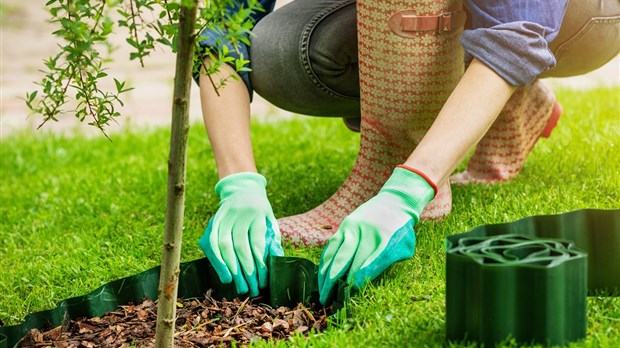 Rivière-du-Loup lance un nouvel incitatif de 80 $ pour l’achat d’un arbre