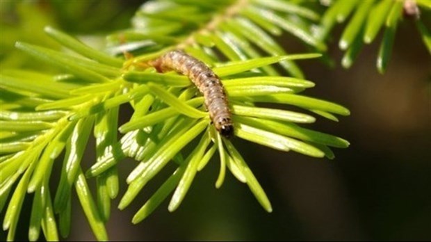 Les dommages causés aux forêts par la TBE ont diminué pour la première fois l’an dernier