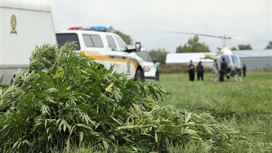 Culture extérieure de cannabis : les policiers à l’affût durant toute la saison