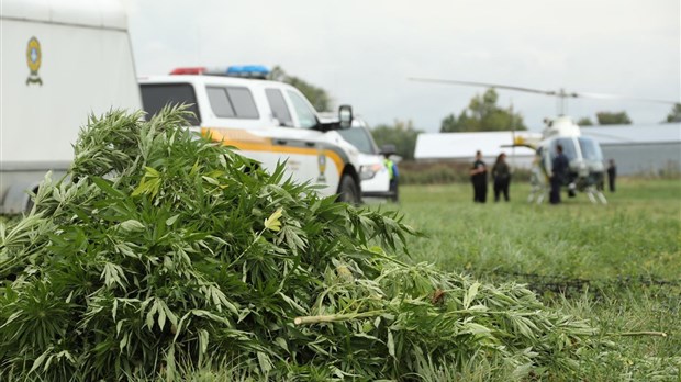 Culture extérieure de cannabis : les policiers à l’affût durant toute la saison