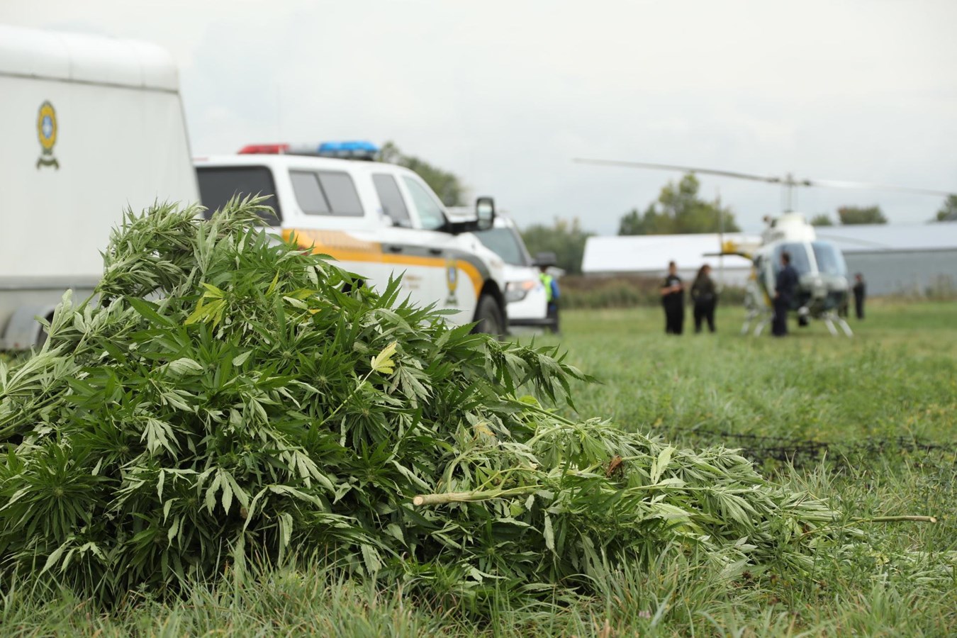 Culture extérieure de cannabis : les policiers à l’affût durant toute la saison