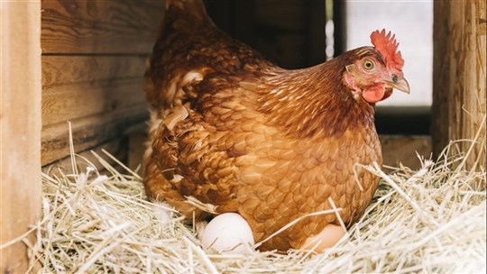 Grippe aviaire : le MAPAQ rappelle les recommandations pour les propriétaires de volailles