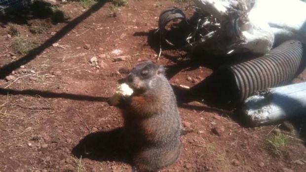 La nouvelle marmotte de Val d'Espoir est prête à prédire le printemps