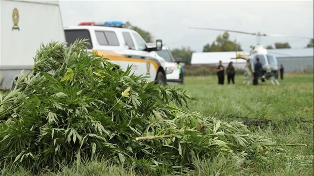 Les policiers de la SQ à l'affût de la culture extérieure illicite de cannabis 