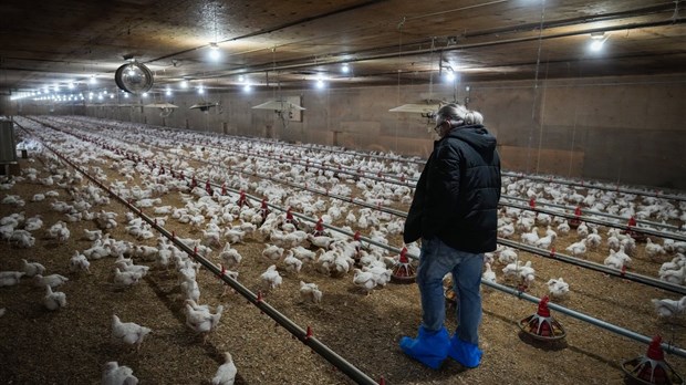 La grippe aviaire a laissé des séquelles aux producteurs du Québec