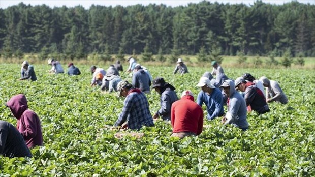 Gens d'affaire et régions plaident pour les travailleurs étrangers temporaires